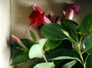 17 mai 2012-flori 010