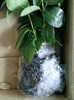 17 mai 2012-flori 008