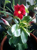dipladenia(dianadia)proaspat sosita !