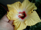 asa a inflorit holliday yellow