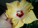 17 mai 2012-flori 024