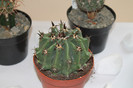 expo cactusi 2012 006
