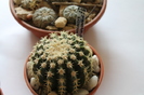 expo cactusi 2012 009