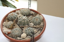 expo cactusi 2012 010