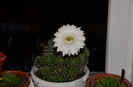 Echinopsis - seara