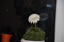 Echinopsis - seara