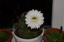 Echinopsis - seara