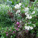 Weigela florida purpurea