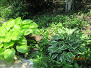Hosta