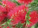 CALLISTEMON am cumparat.