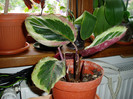calathea