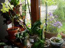croton si orhideele mele