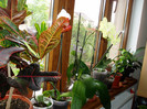 si o clivia in coltz
