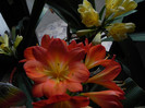 multipetal