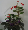 Gesneriaceae