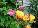 P1010004