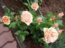 P1010037