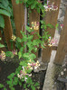 lonicera