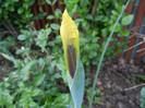 Iris Oriental Beauty (2012, May 17)