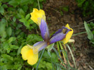 Iris Oriental Beauty (2012, May 17)
