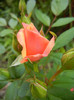 Orange Miniature Rose (2012, May 17)