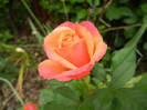 Orange Miniature Rose (2012, May 18)