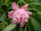 Peony. Bujor (2012, May 17)