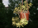 Sedum nussbaumerianum