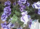 P15-05-12_10.56[1]