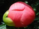 Lactiflora "Coral Charm", 18.05.2012