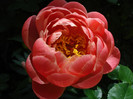 DSC09957