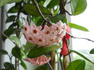 DSCN8485