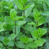 mentha_piperita