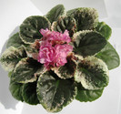 Rebels Rose Bud