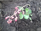 heuchera