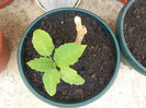 brugmansia tripla crem
