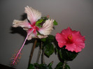 Hibiscus Rowenas Weeding  Cancun