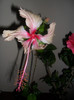 Hibiscus Rowenas Weeding