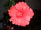 Hibiscus Cancun