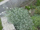 13052012446