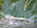poza 070