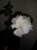 Hibiscus Classic White