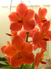 DSCN0426
