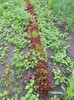 DSCN0952
