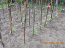 DSCN0964