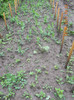 DSCN0978