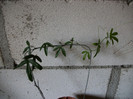 pasiflora
