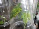 abutilon pictum