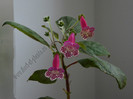 Kohleria Grace