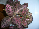 Episcia Kee Wee